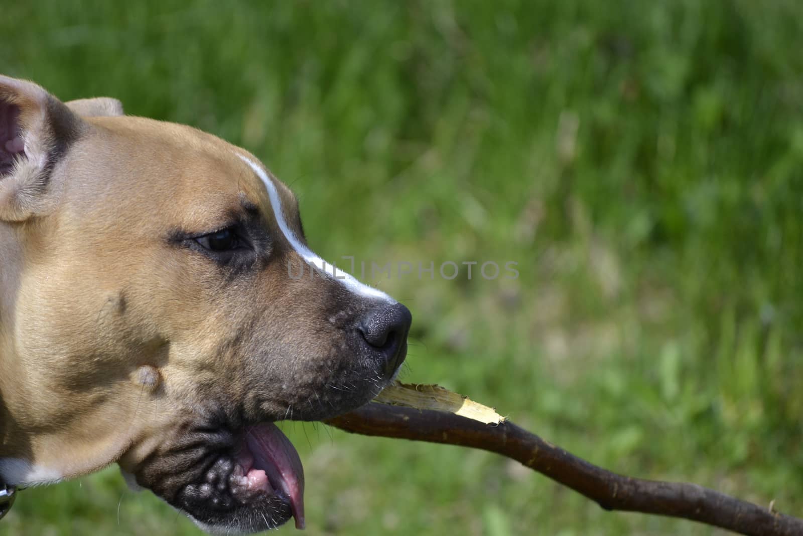 Close up of American Staffordshire Terrier profile playing with a stick