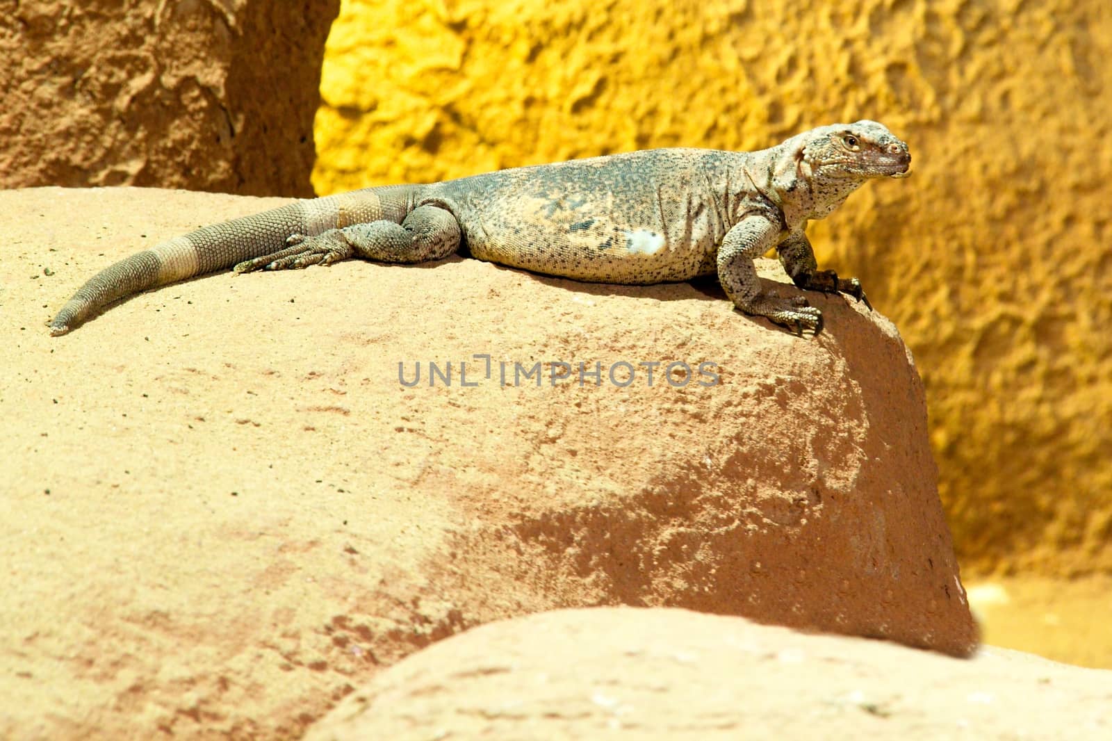 Wild lizard on the sand by Dermot68