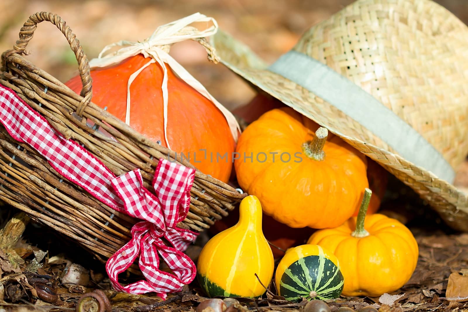 Autumn vegetable close-up by Dermot68