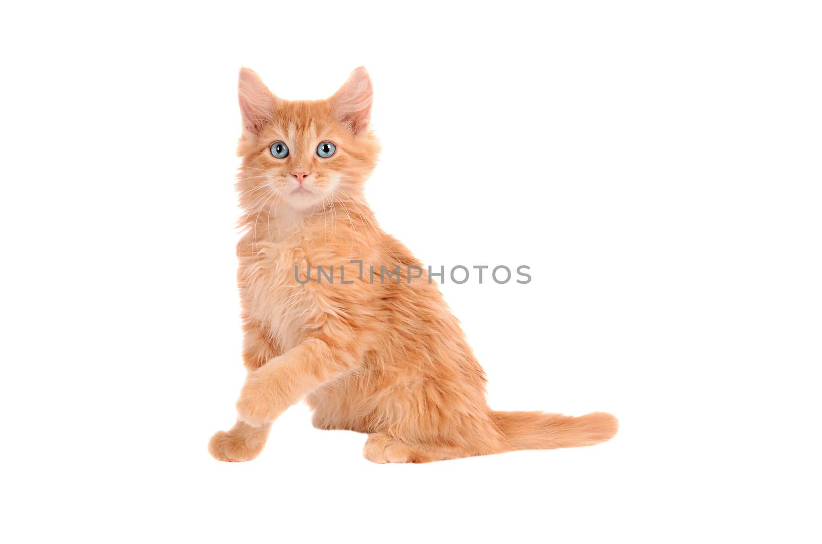 Ginger kitten with wide eyes on a white background