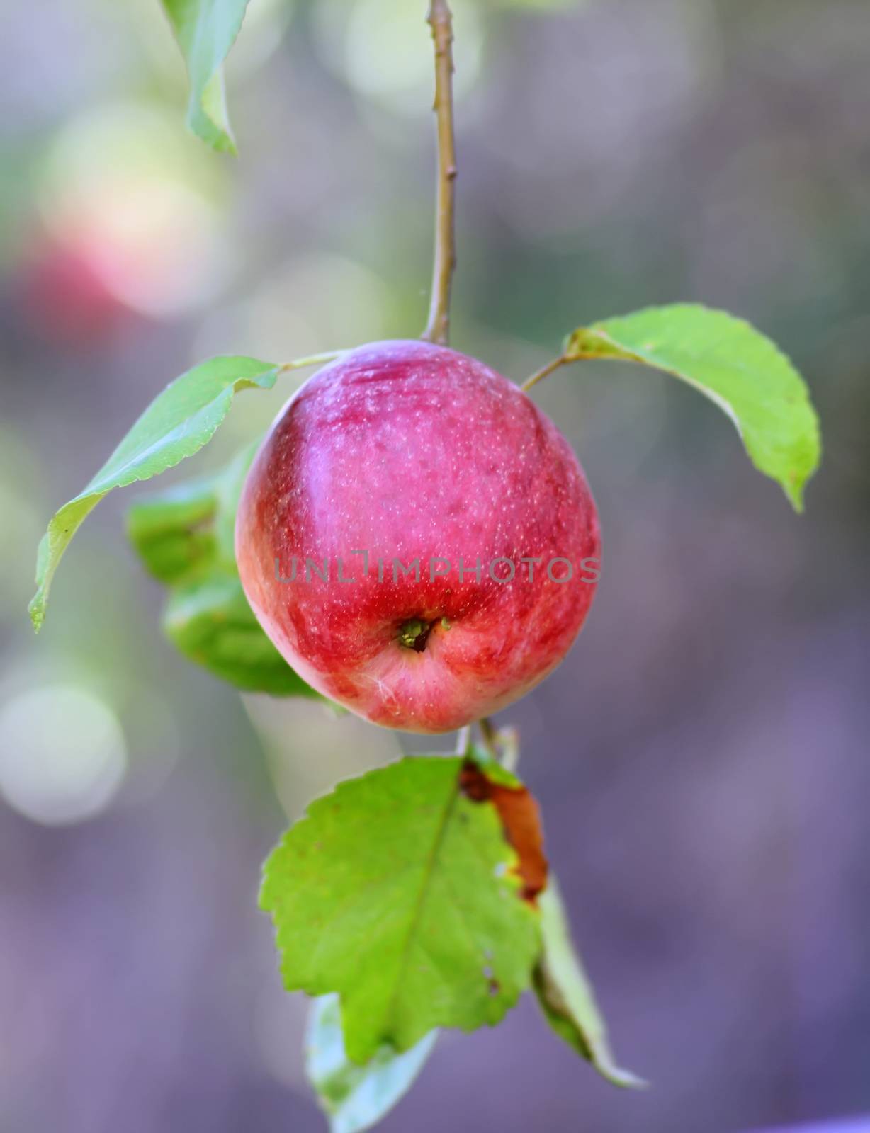 Red apple on a tree with green blurred background.