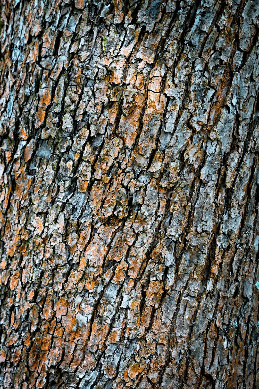 abstract background or texture color of dried up tree bark