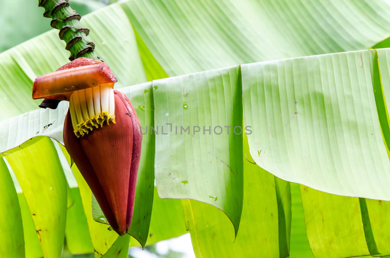 Banana Bud on tree with soft green background