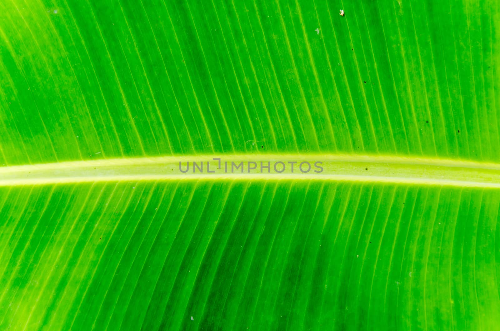 Banana leaf texture and background by gigsuppajit