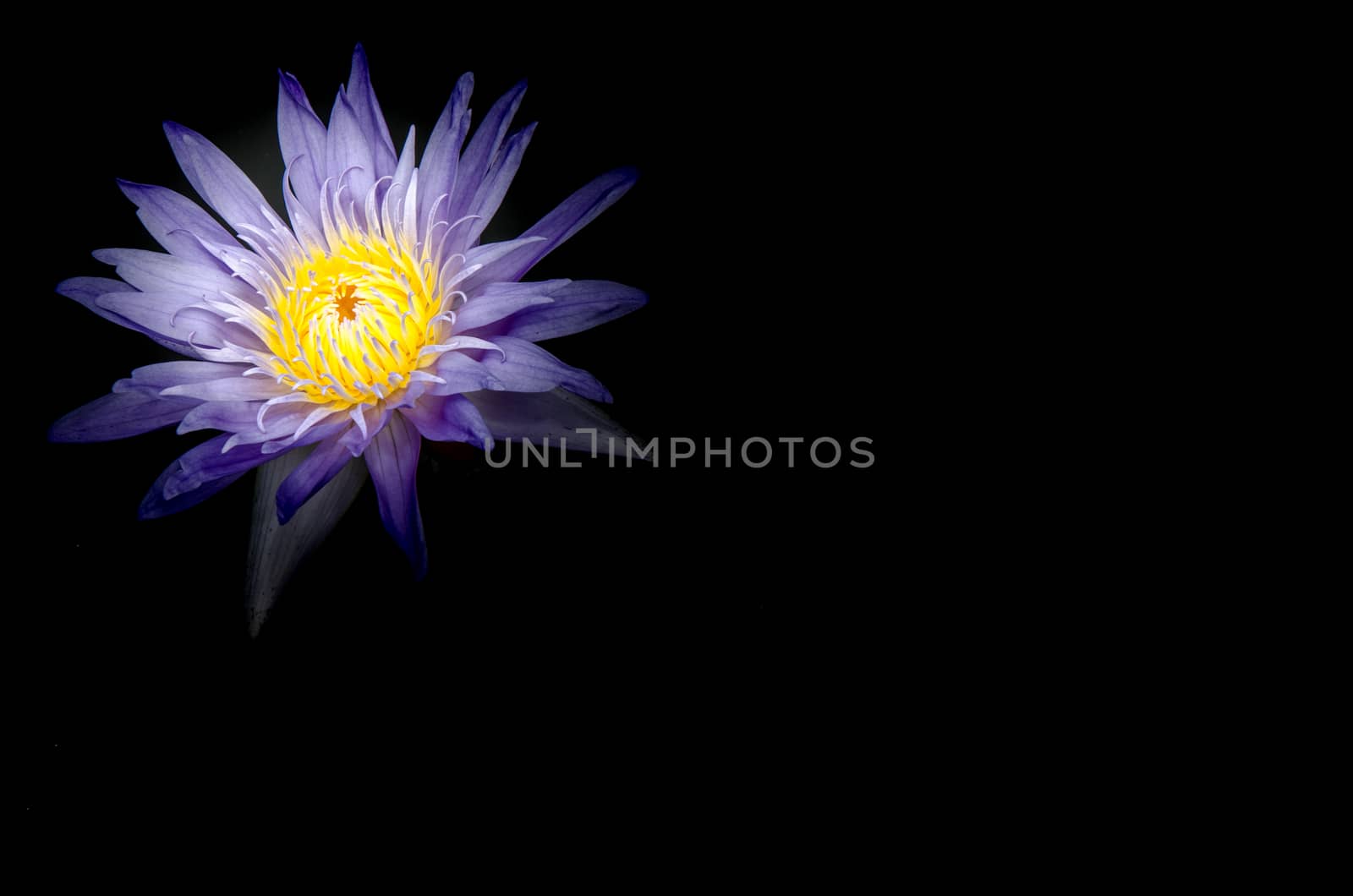 Asian blue Lotus Flowers in the Pond on gray background