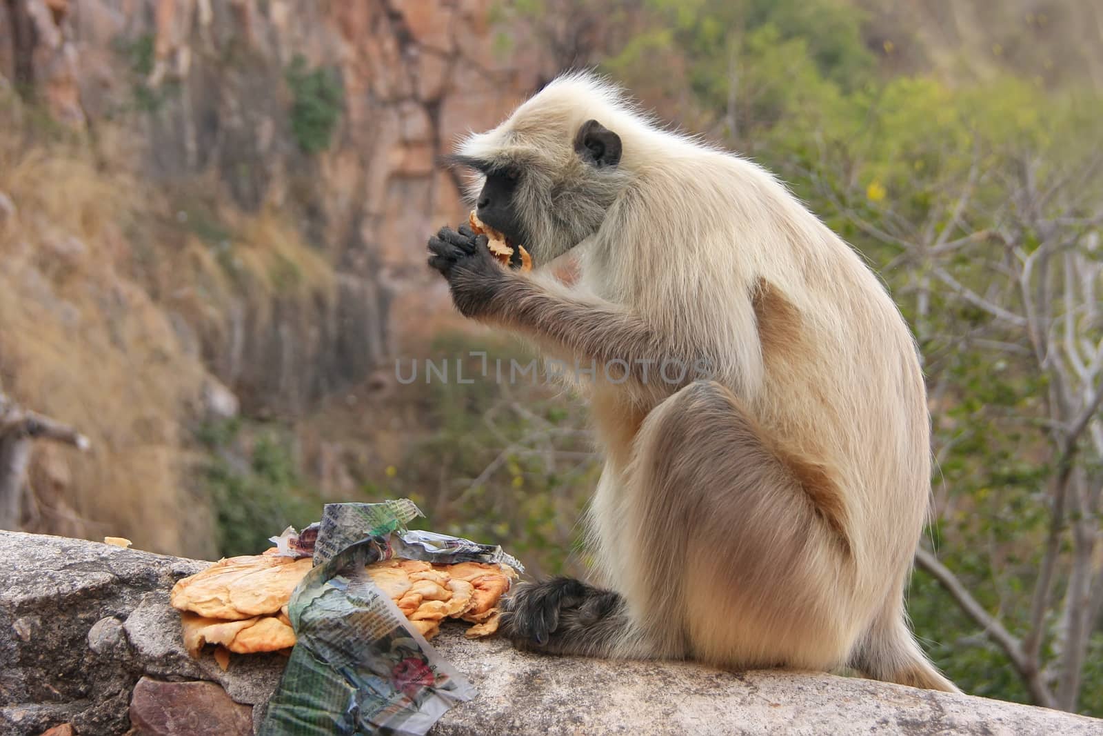 Gray langur (Semnopithecus dussumieri) eating at Ranthambore For by donya_nedomam