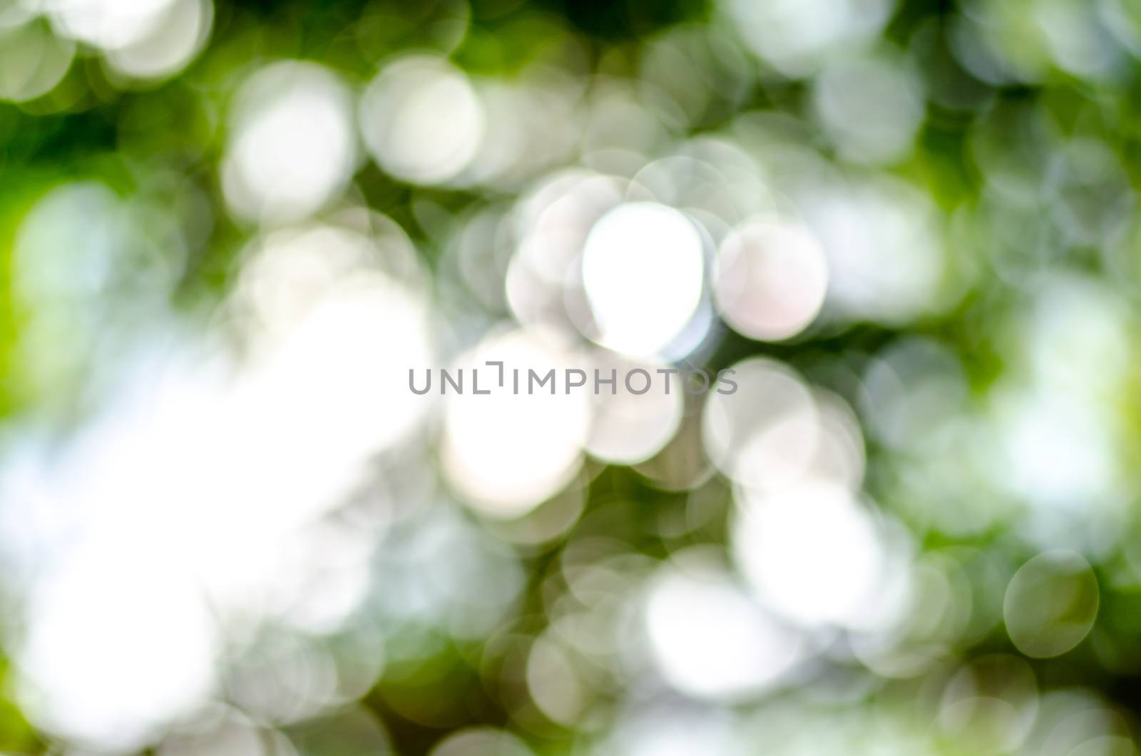 Natural outdoors bokeh in green and yellow tones