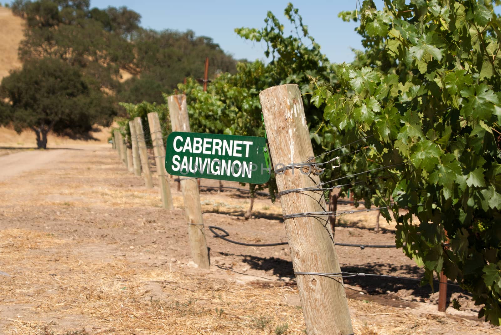 Sign for Cabernet Sauvignon grapes in California wine country