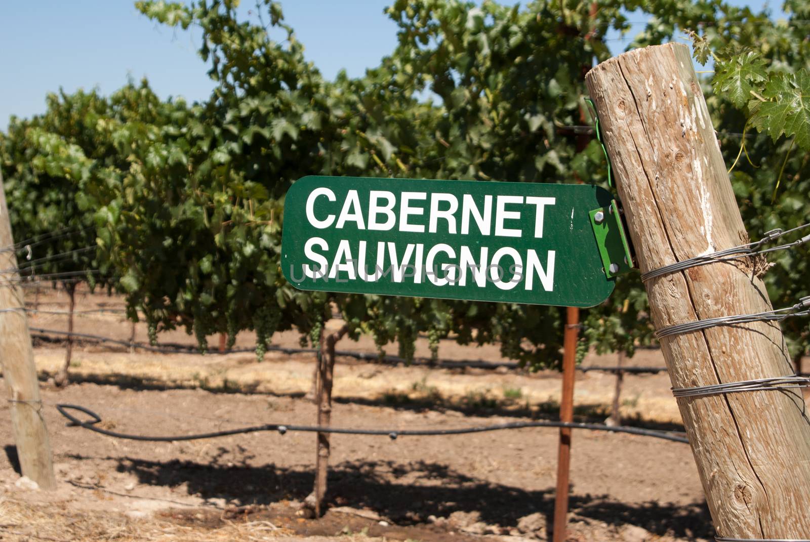 Sign for Cabernet Sauvignon grapes by emattil