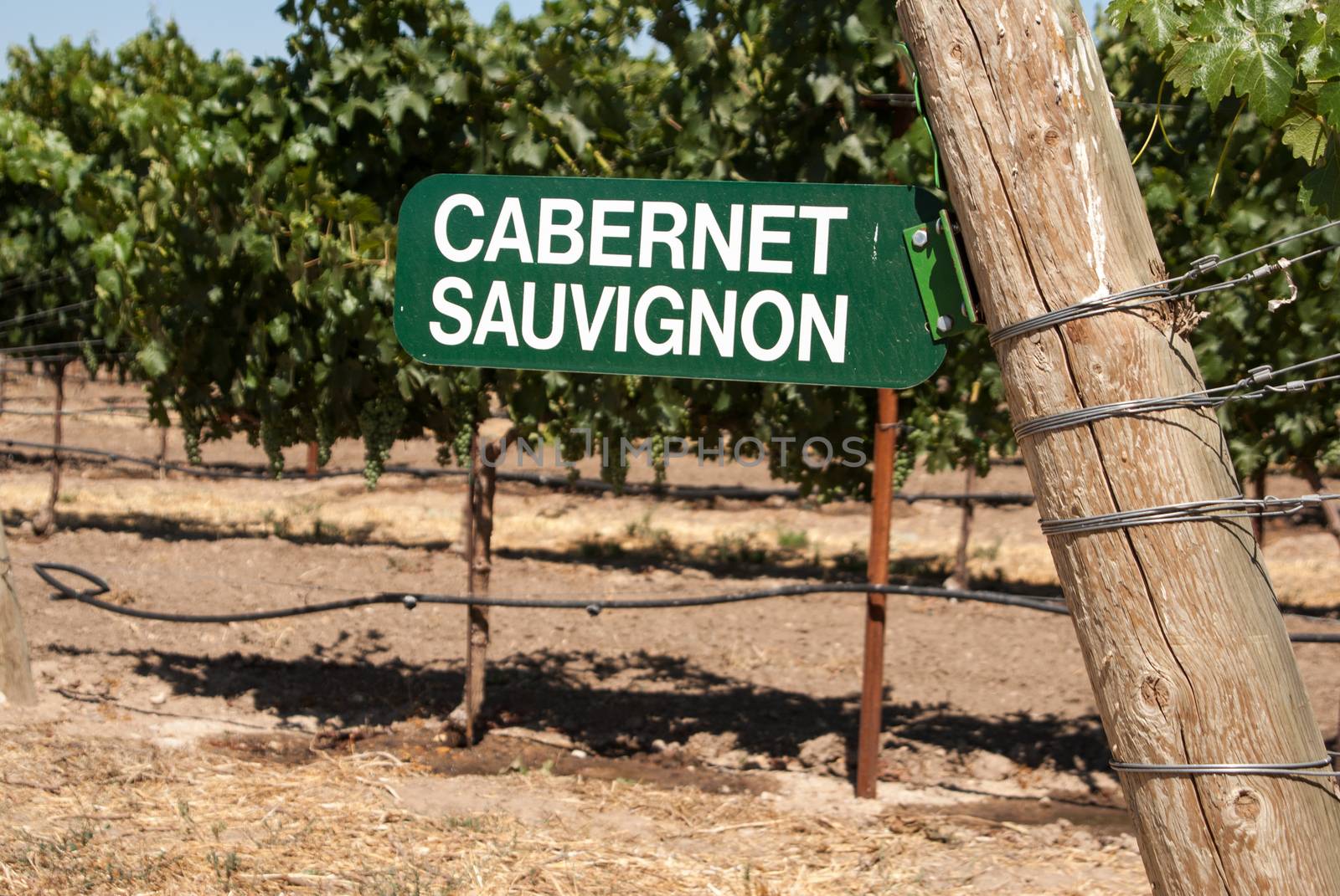 Vineyard sign for Cabernet Sauvignon grapes on the vine by emattil