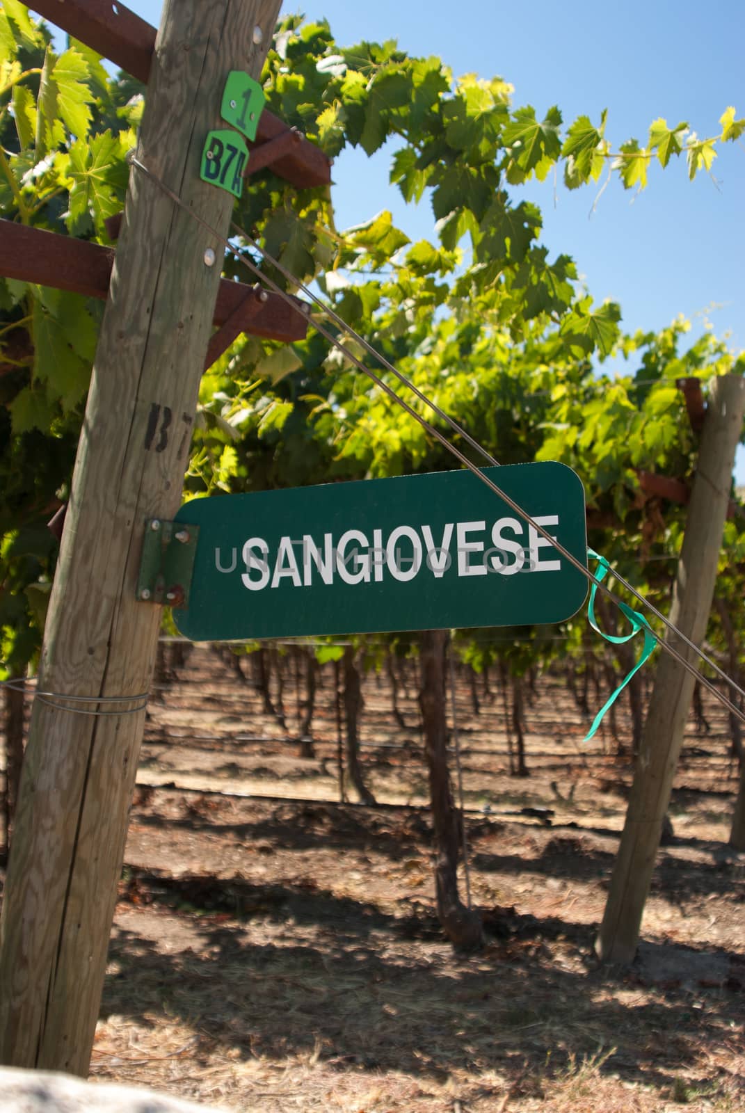 Sangiovese Signpost of California by emattil