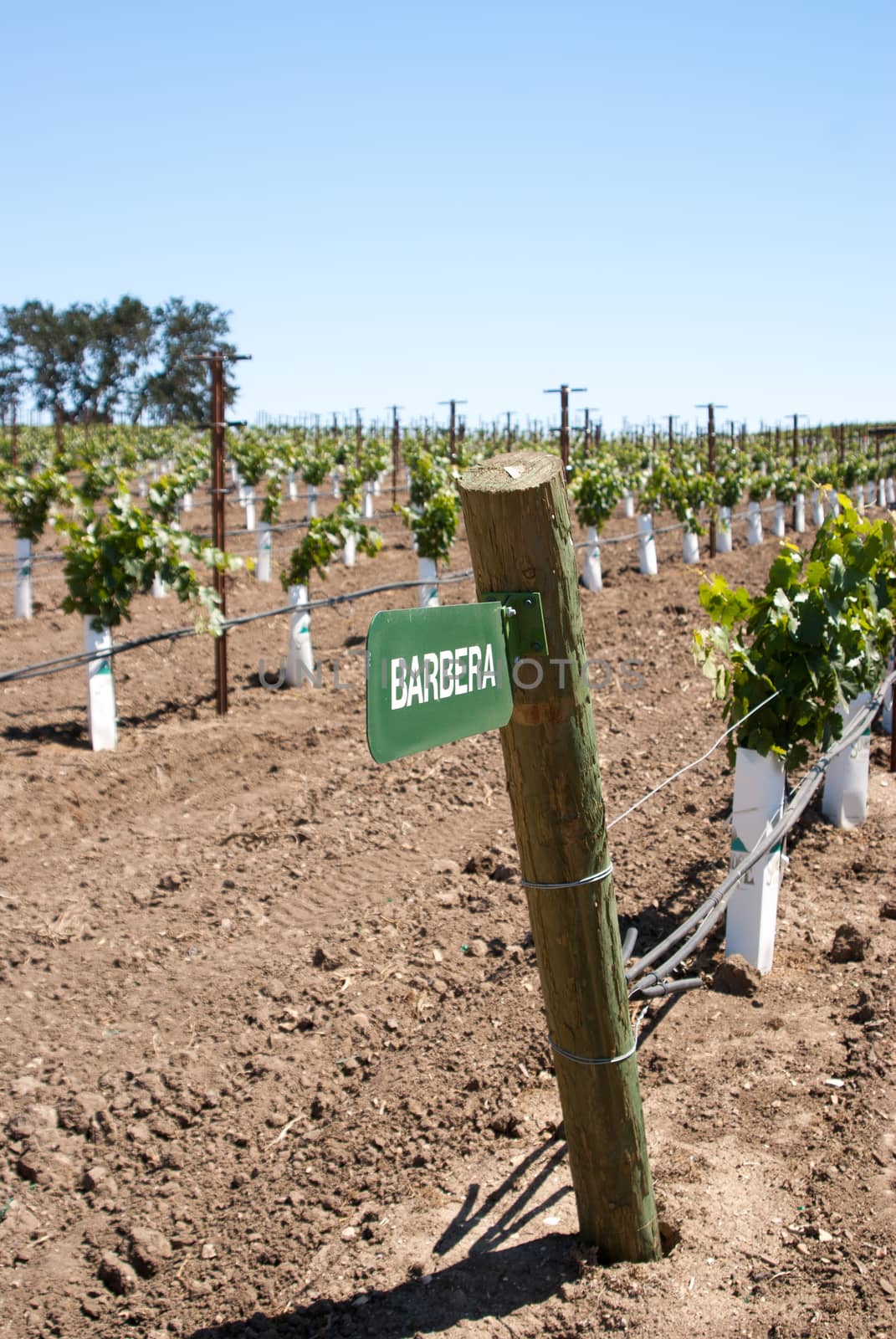 Sign for Barbera grape in California vineyard by emattil