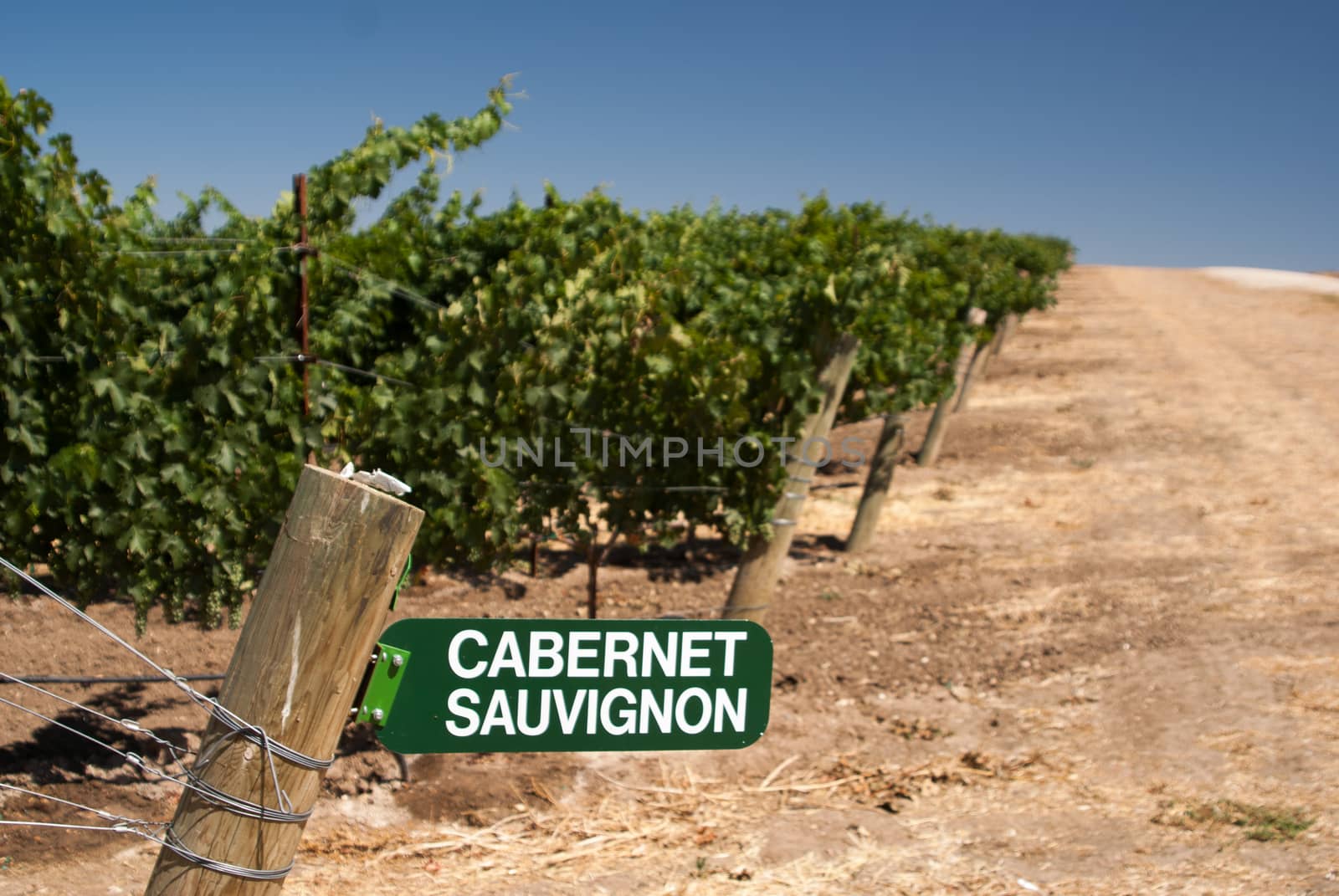 Cabernet Sauvignon sign in dusty California vineyard