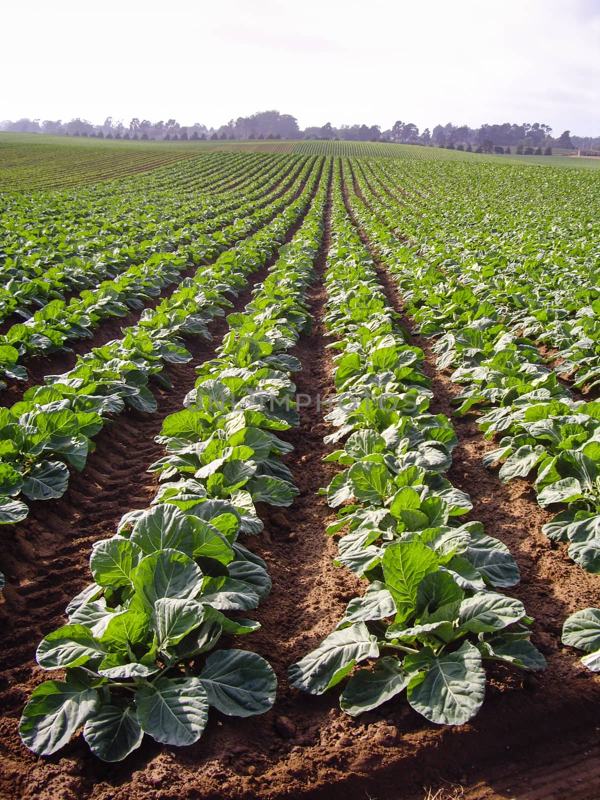 Crop of Brussels Sprouts in California