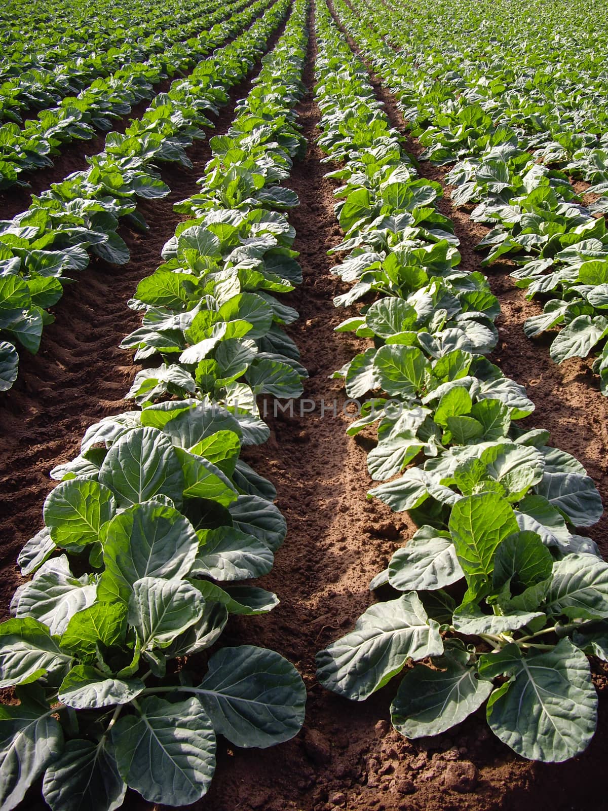 Crop of Brussels Sprouts in California