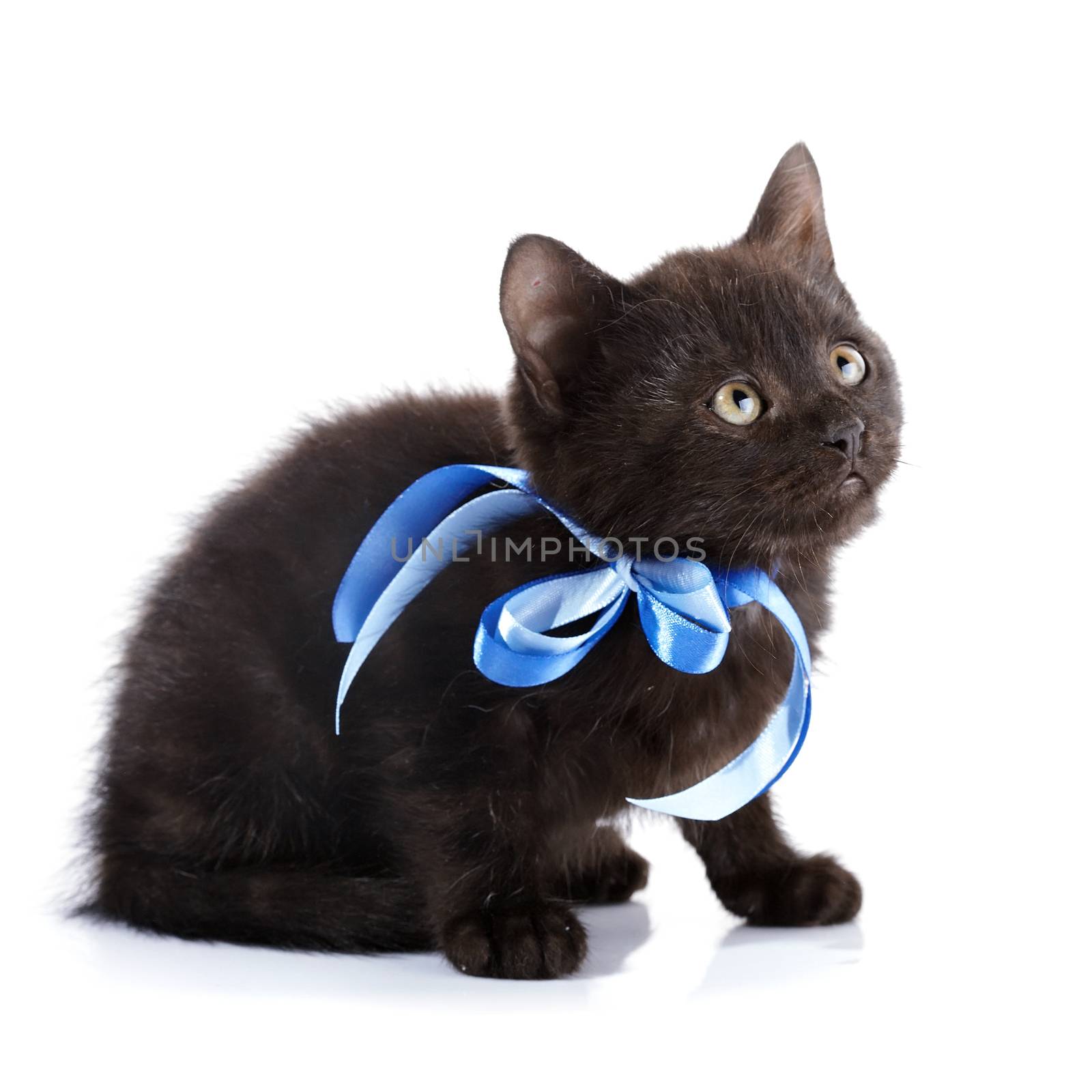 Black small kitten with a blue tape.  Fluffy black kitten. Kitten on a white background. Small predator. Black kitty. Small cat.