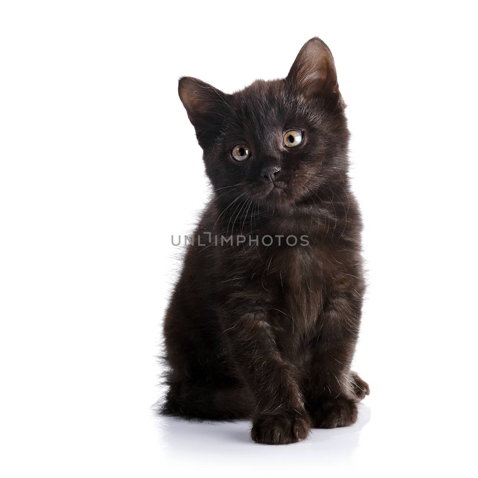 Black small kitten.  Fluffy black kitten. Kitten on a white background. Small predator. Black kitty. Small cat.