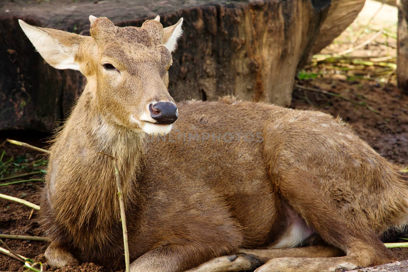 portrait of Axis Deer