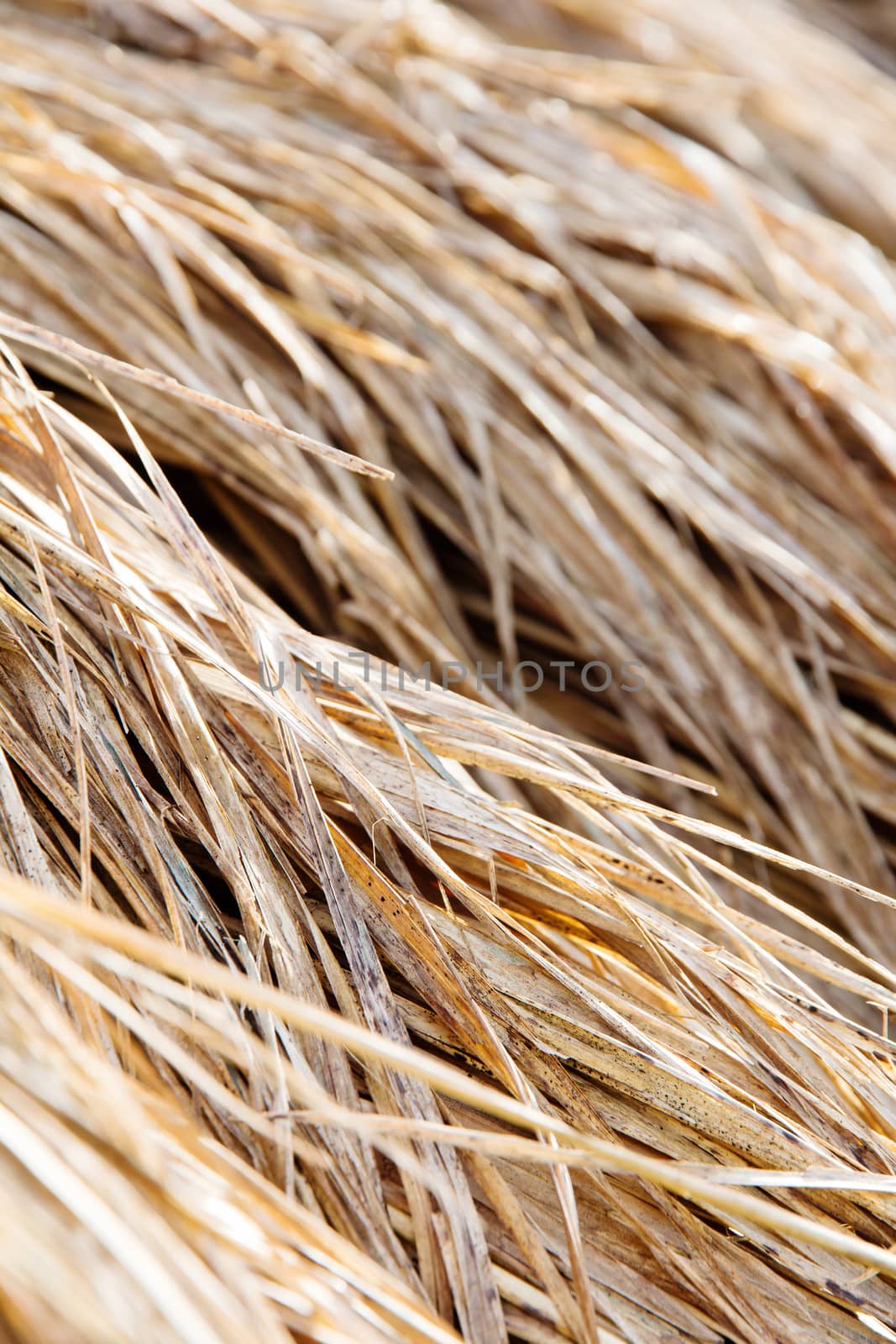 rice straw in farm close up