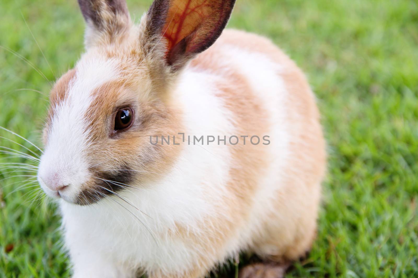 close-up of cute bunny rabbit on the grass