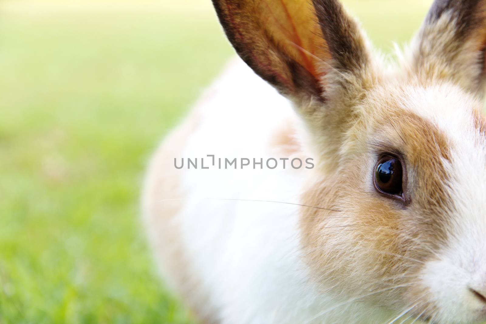 close-up of cute bunny rabbit on the grass