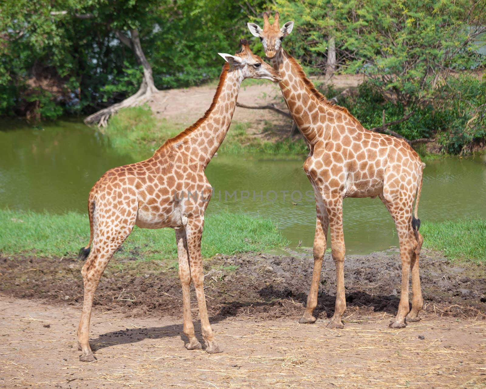 Masai giraffe in national park