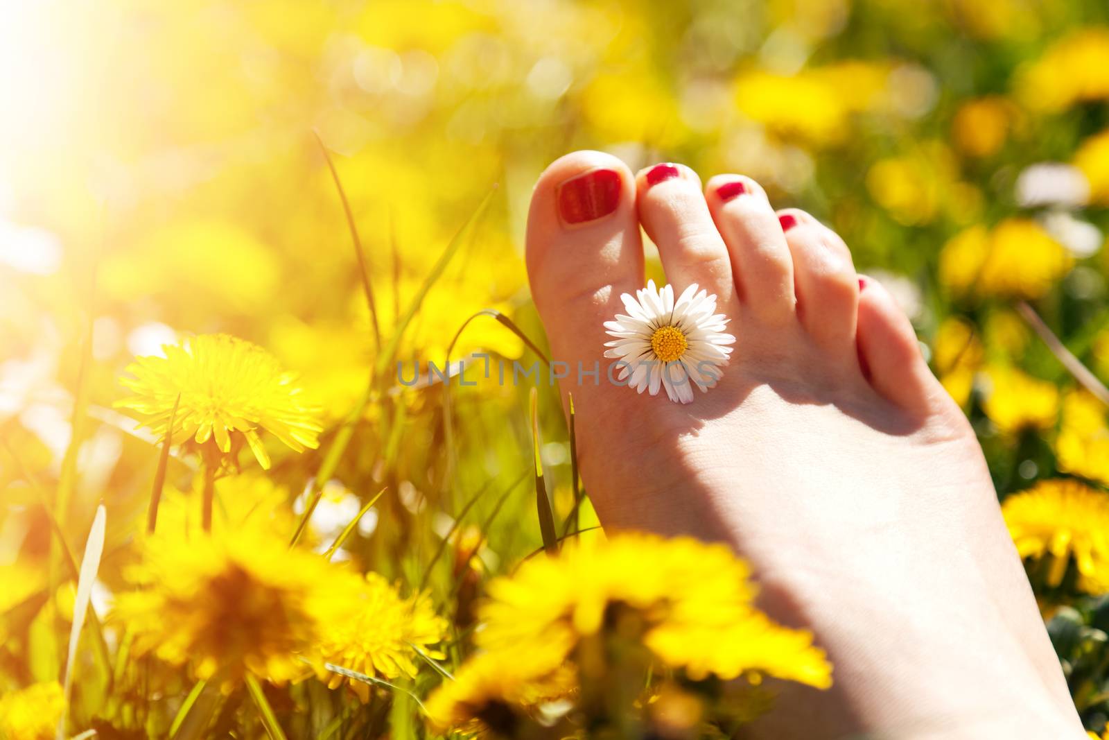 Foot of a young woman with a spring flower in fingers lying on sunny meadow. by photocreo