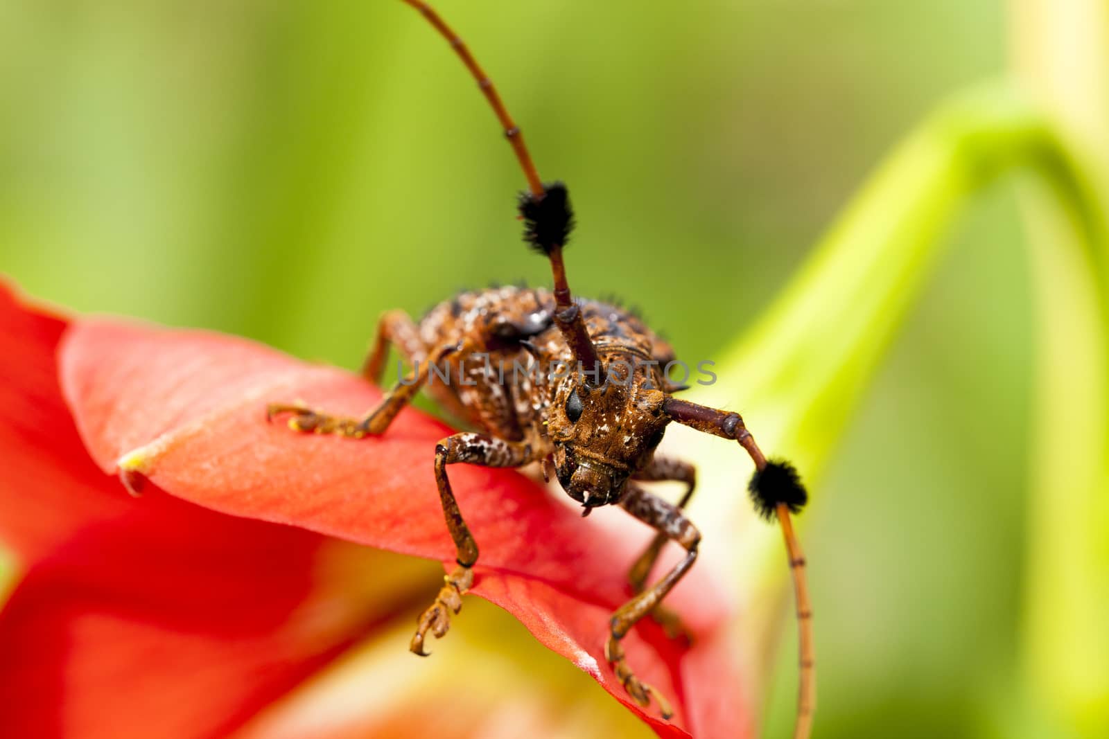 Beetles, a kind of island with red flowers look polished., As Beauty and the Beast.