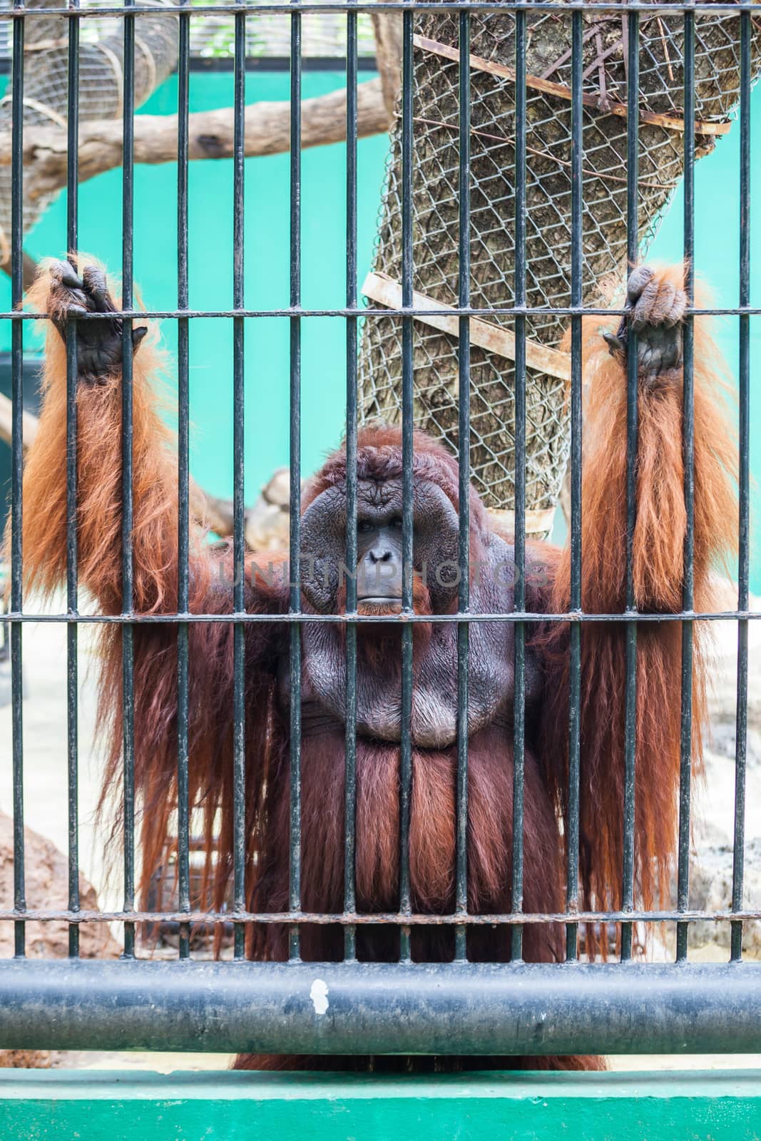 Sad big monkey in the cage