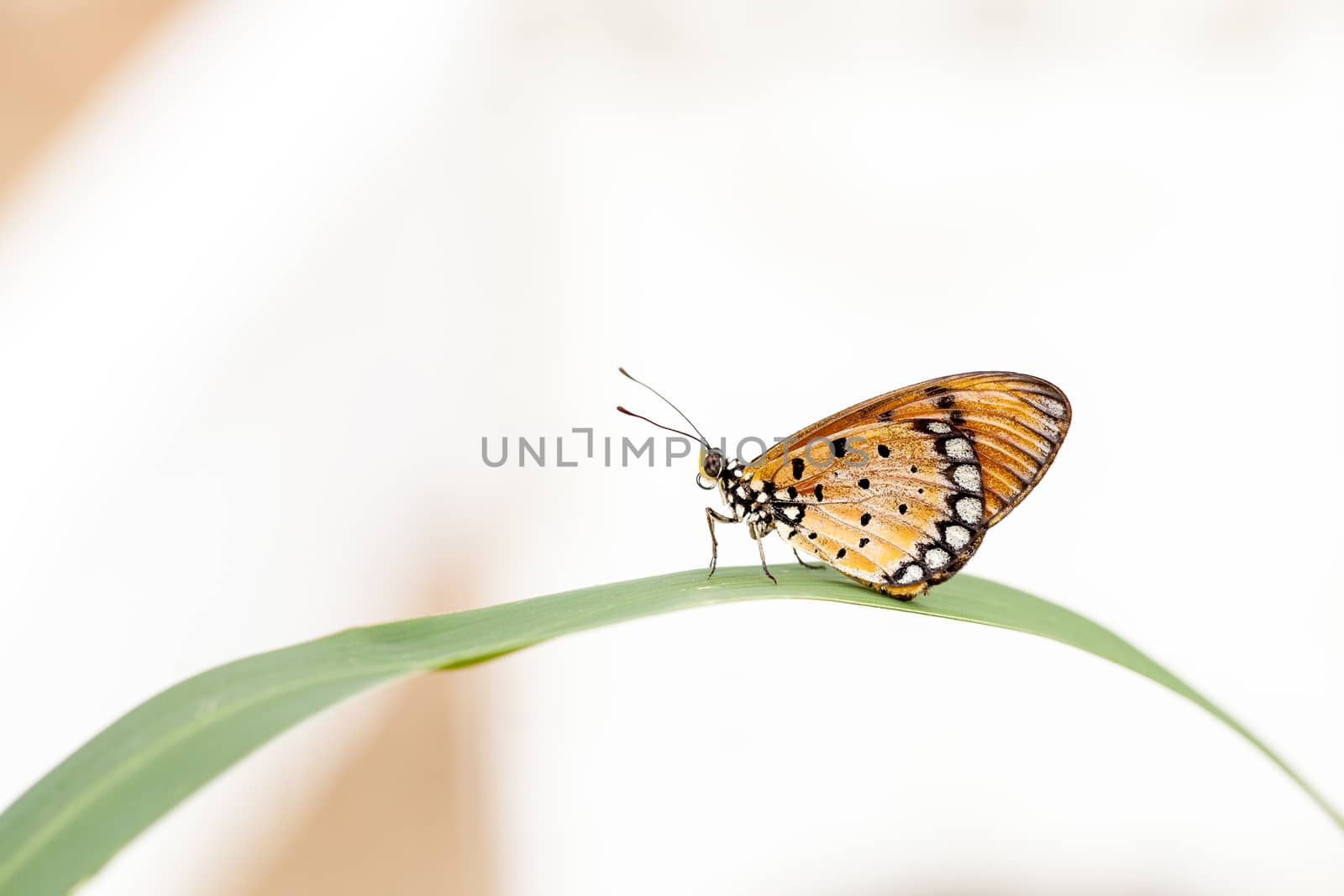 Butterfly on the grass in the morning of day one.