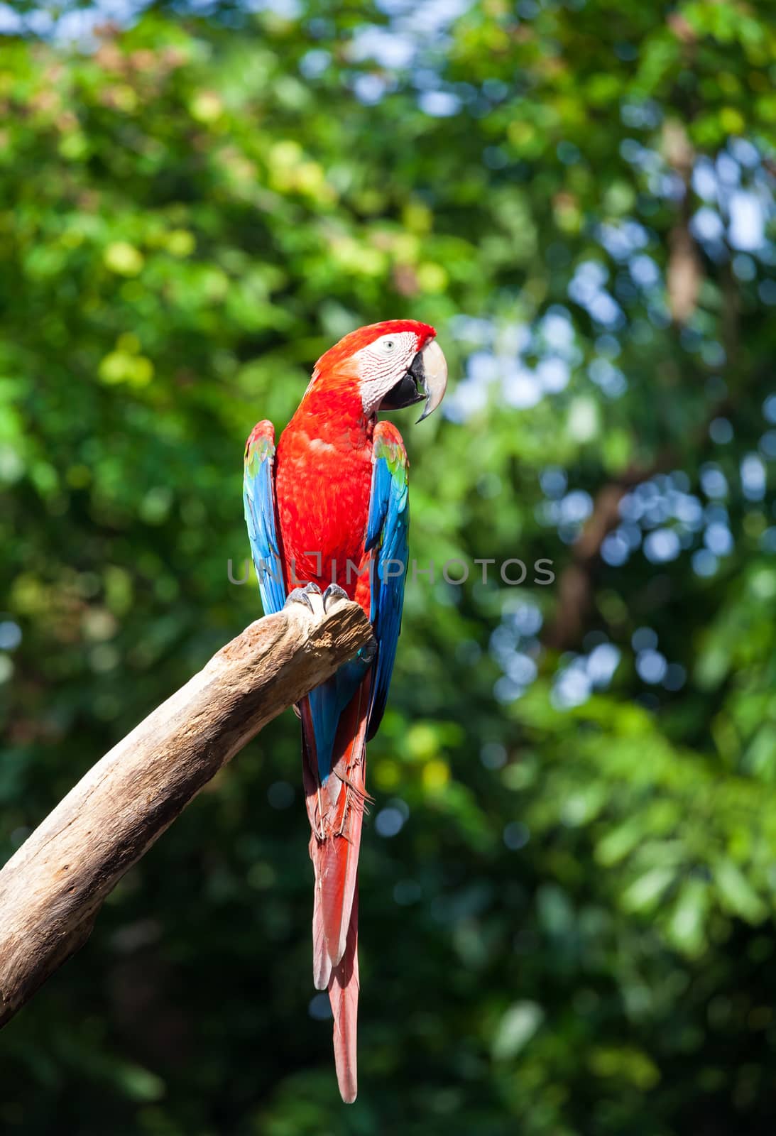 colorful macaw by witthaya