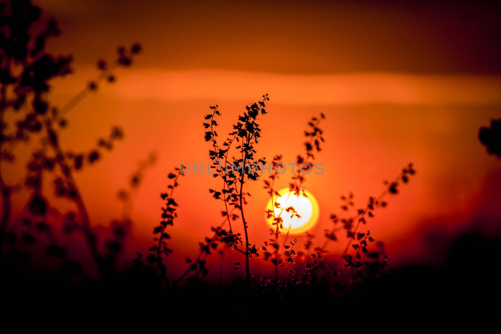 Summer sunset in Thailand.