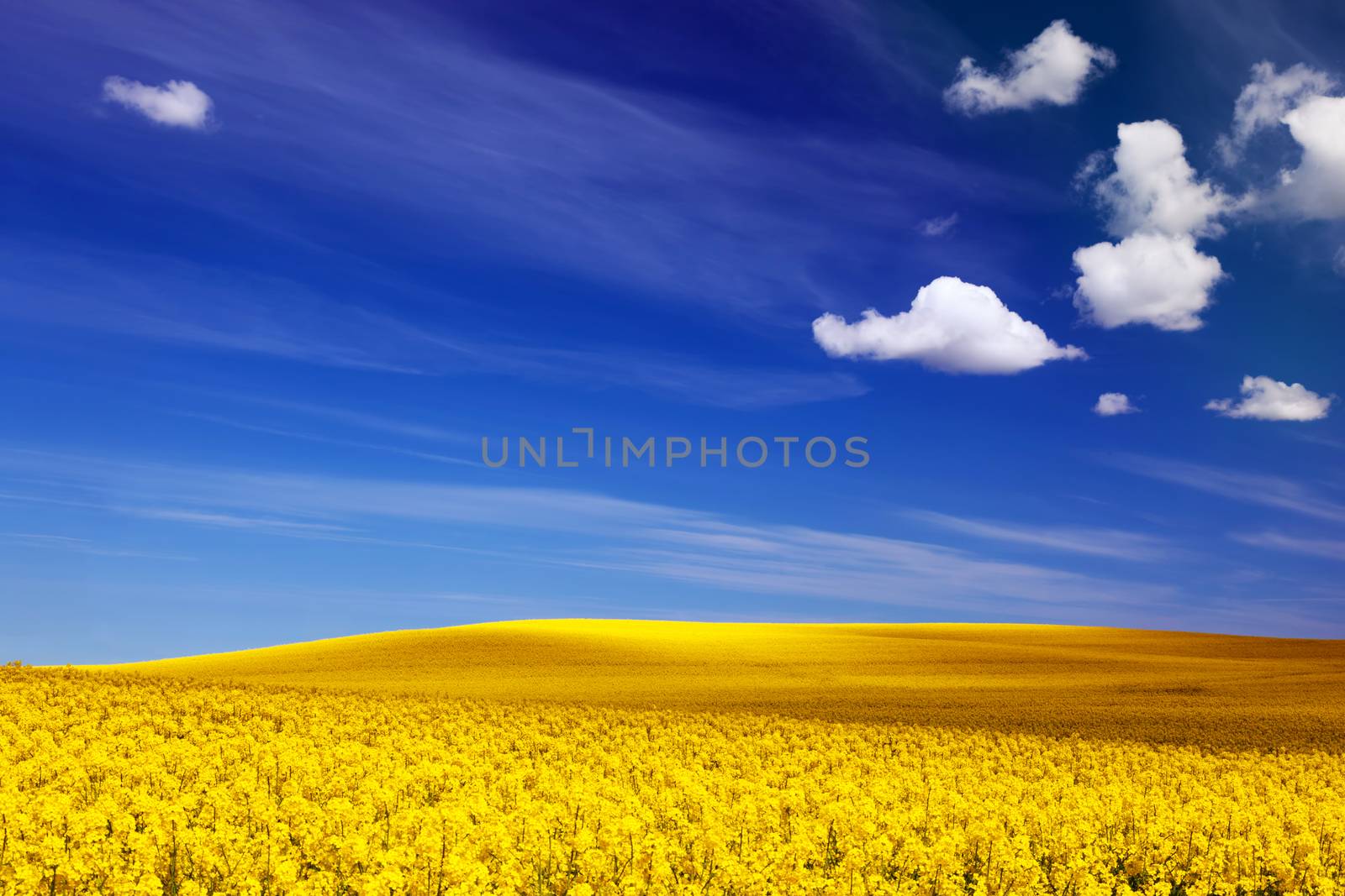 Spring field, landscape of yellow flowers, rape. Blue sunny sky. by photocreo