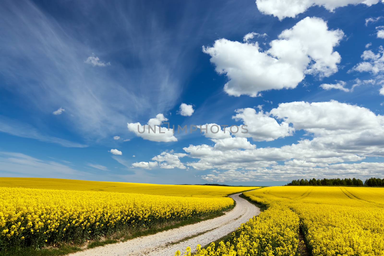 Country way on spring field of yellow flowers, rape. Blue sunny sky by photocreo