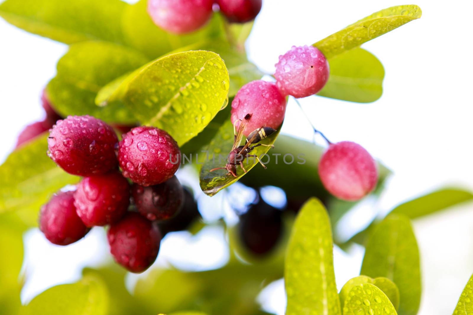 Ancient trees are endangered in Thailand. Its fruit is sour.