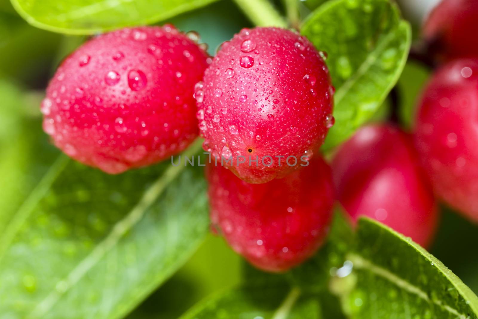 Ancient trees are endangered in Thailand. Its fruit is sour.