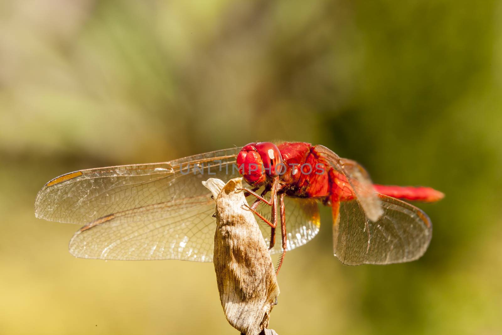 This big red dragonfly perched on top of dried flowers.