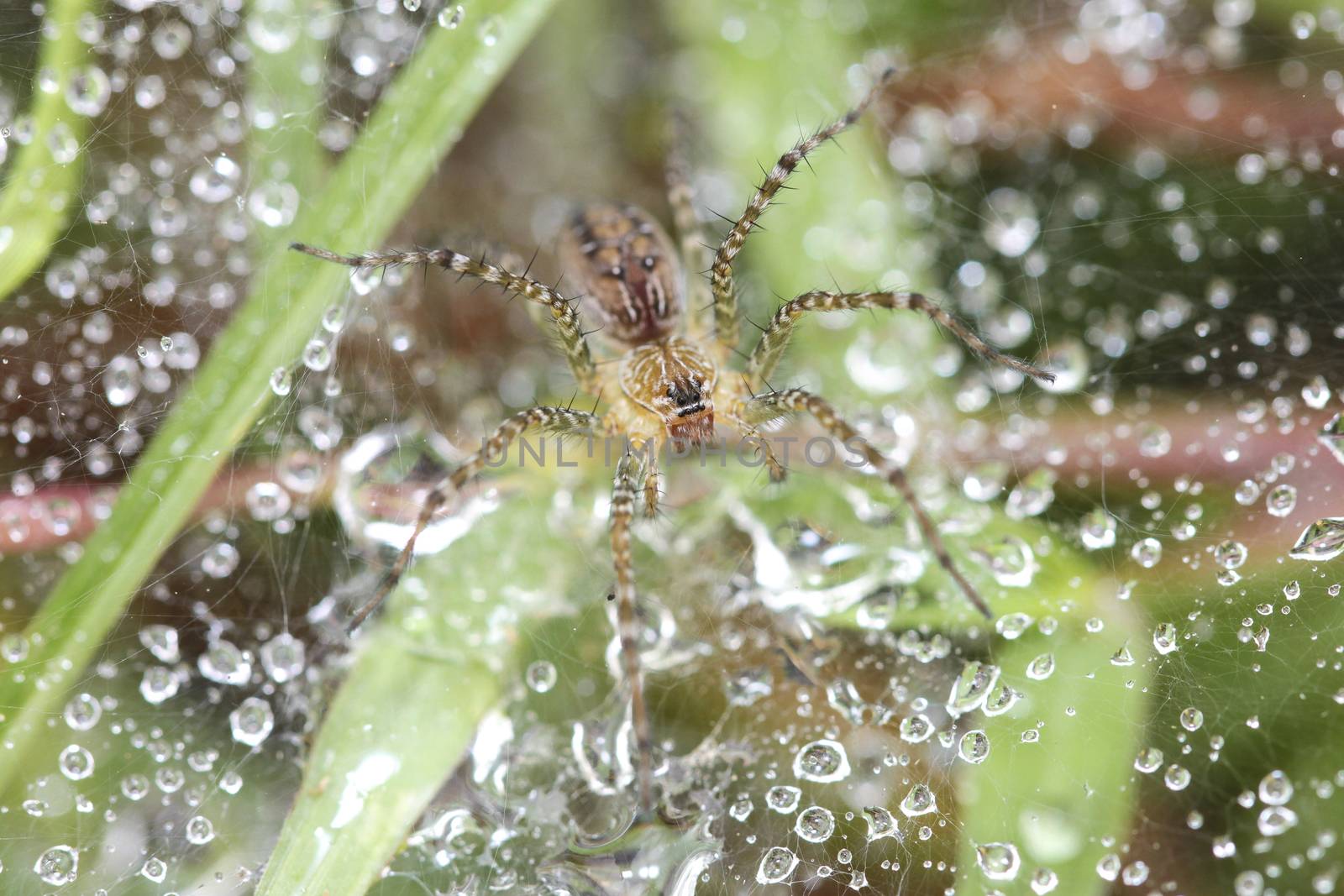 This long-legged spiders feed on grass.