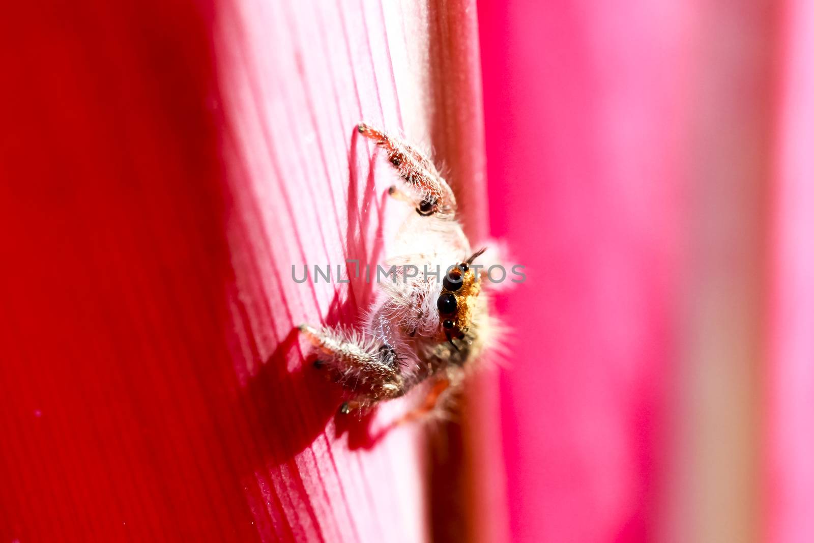 Jumping spider is perched on a red leaf in the morning.