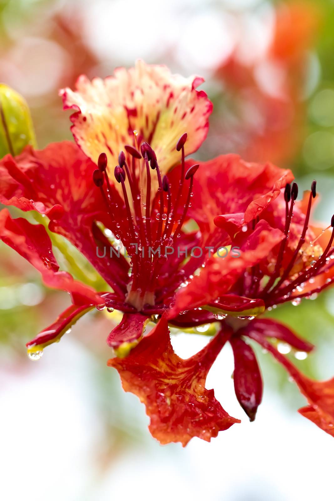 Wow, gorgeous flowers after rain