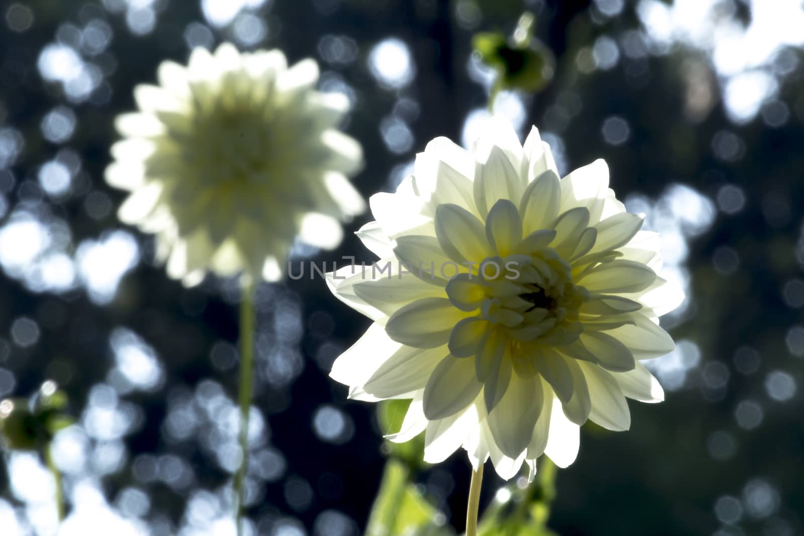 Winter flowers in Thailand