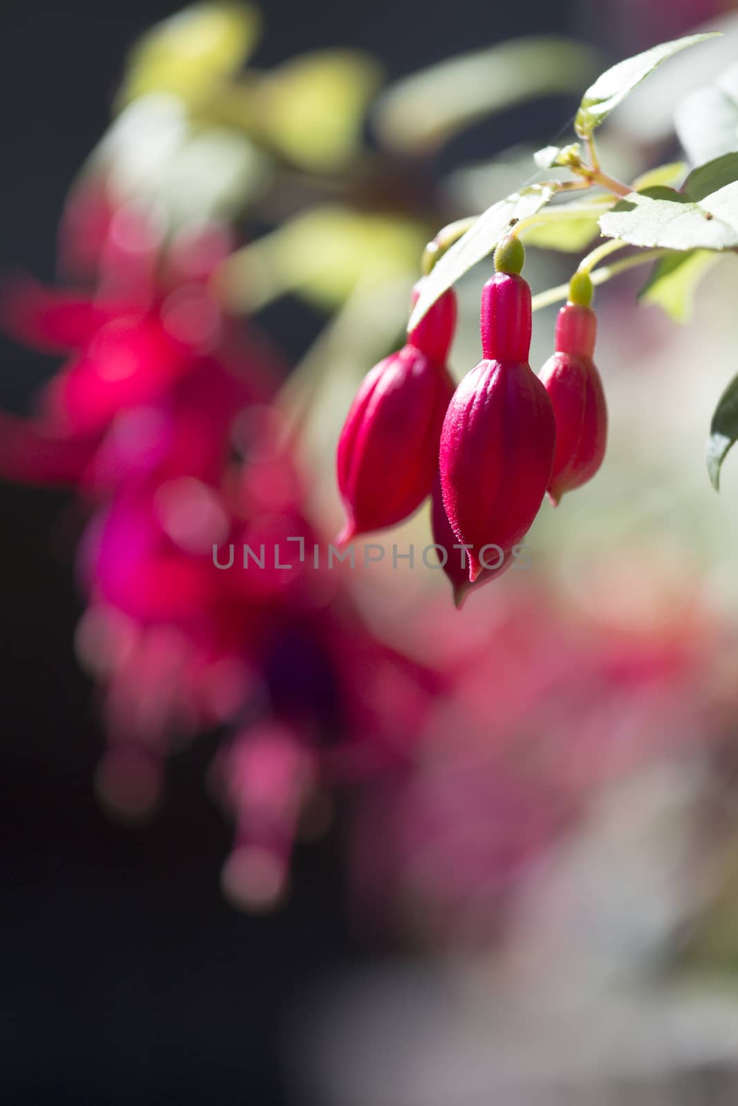 Winter flowers in Thailand