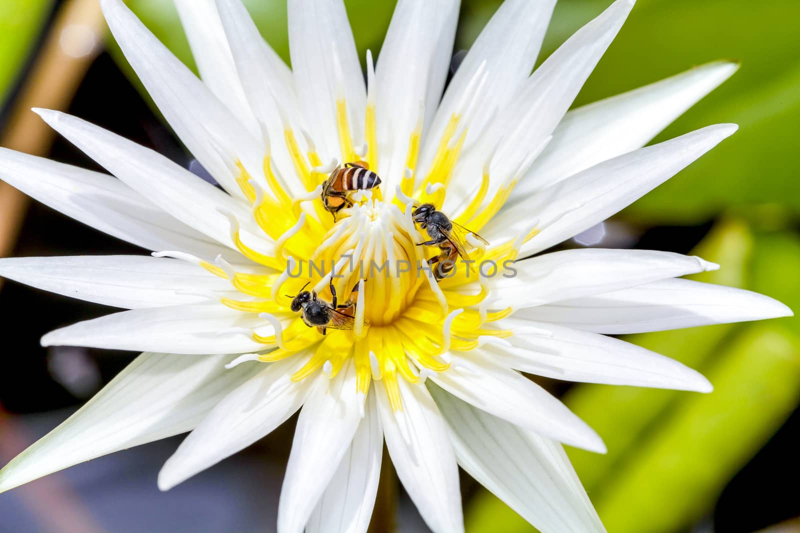 A beautiful lotus