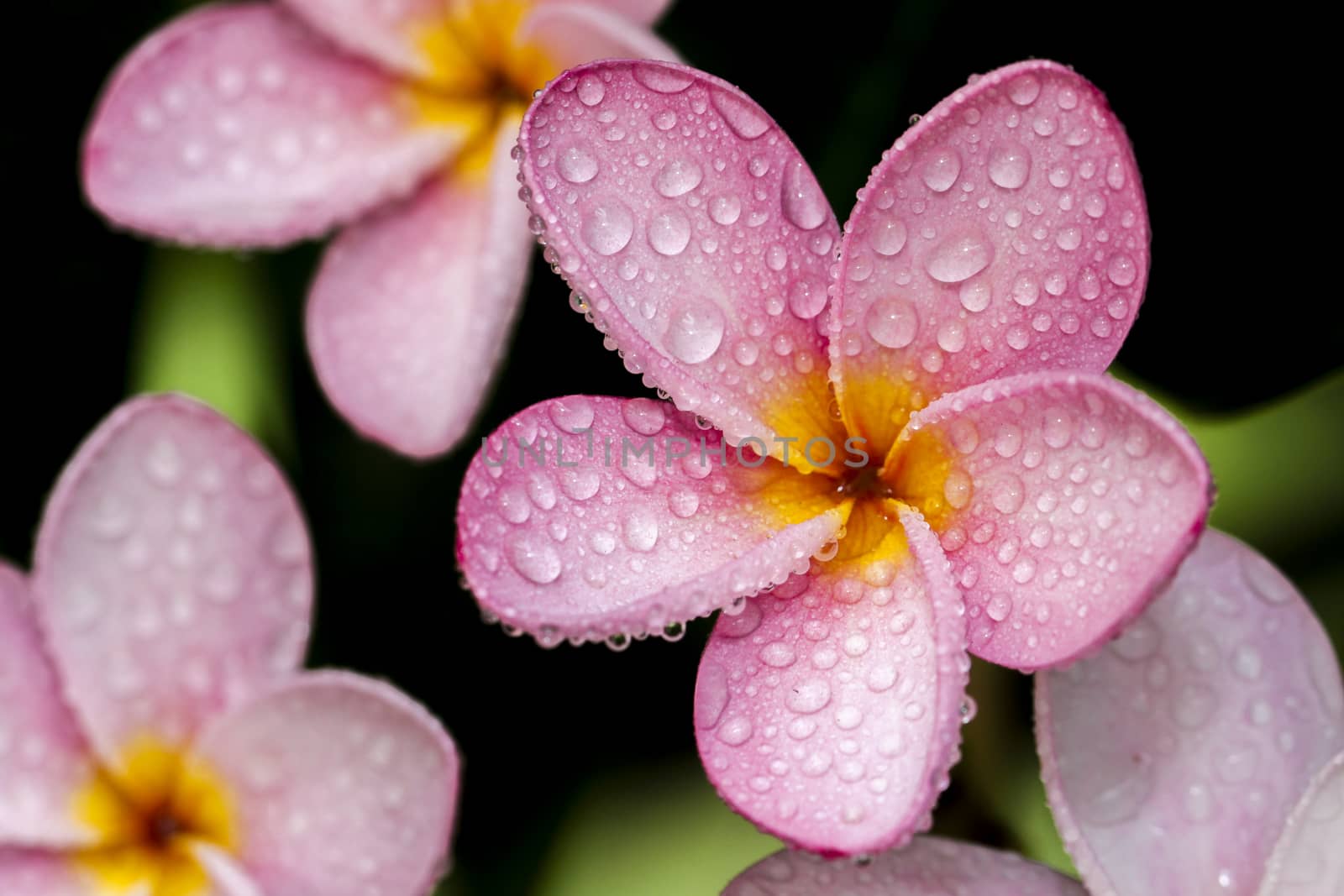 Flowers after the rain always find beauty more.