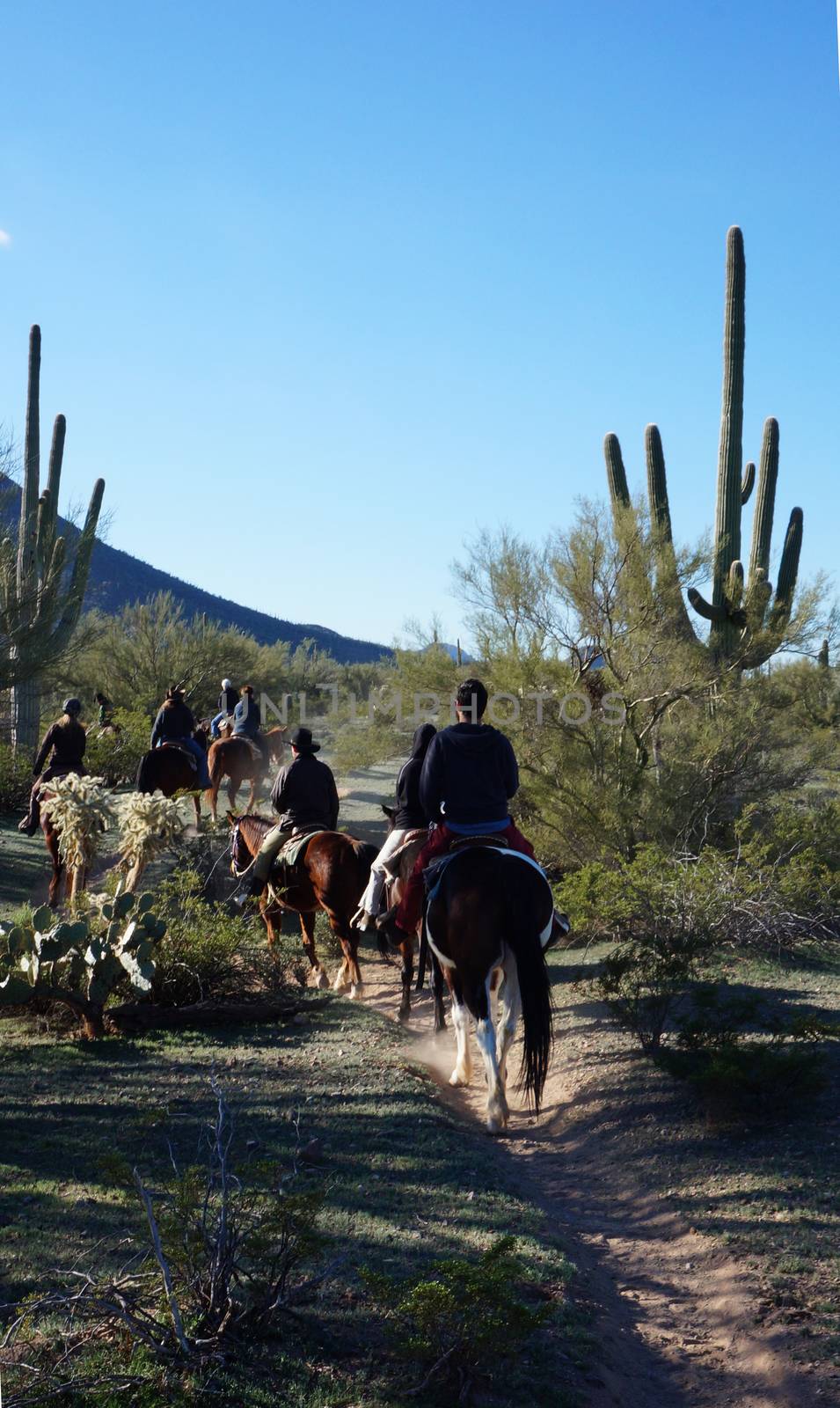 Arizona horse riding adventures