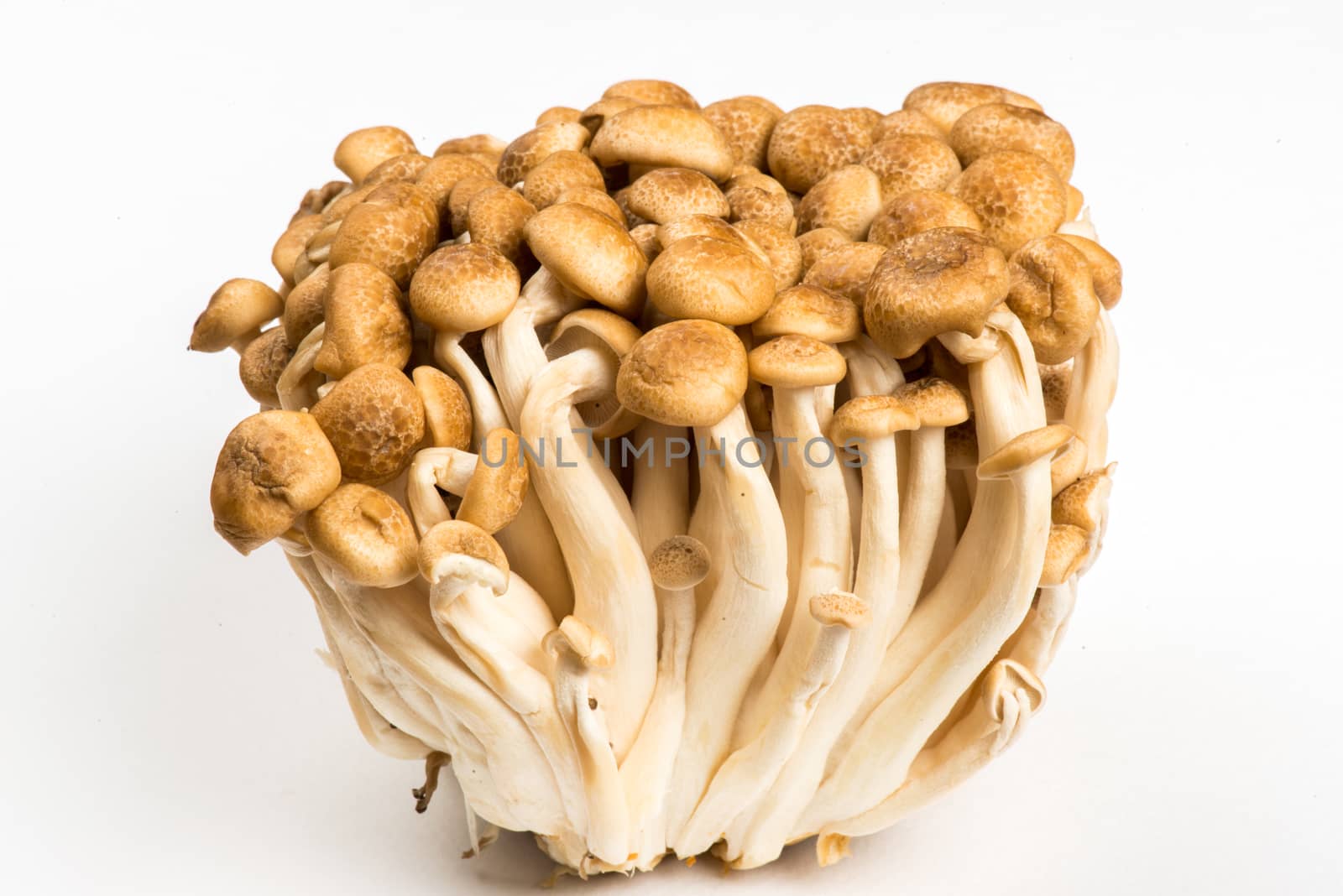 Bunch of Shimeji Mushrooms on white background