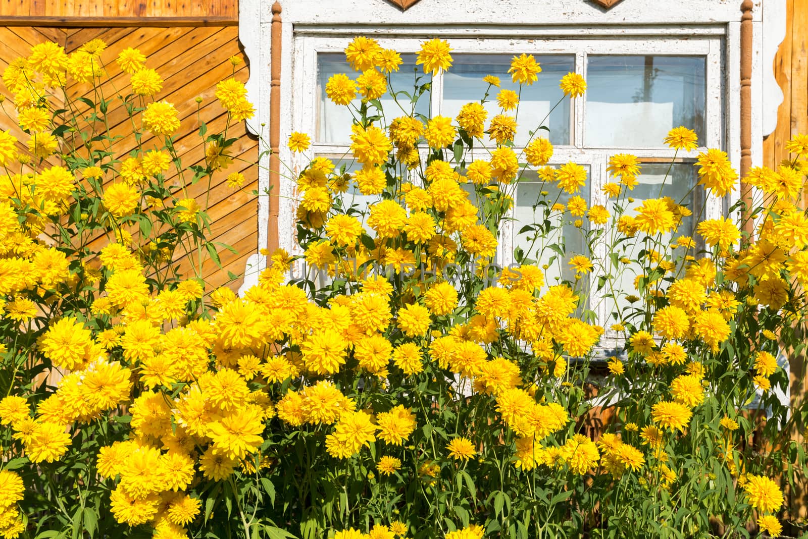 Yellow flowers in front of village house by olgavolodina