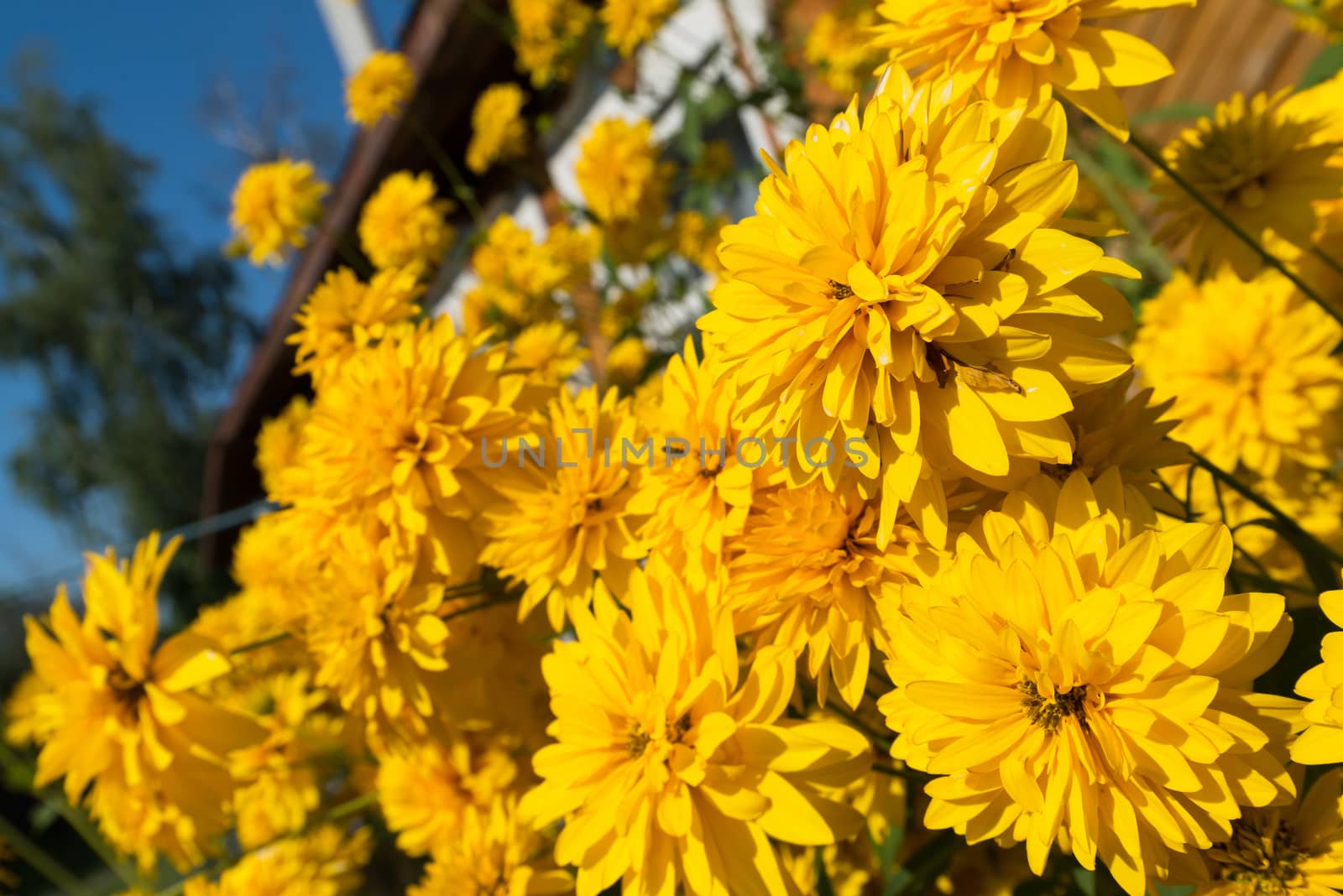 Yellow flowers in front of a village house