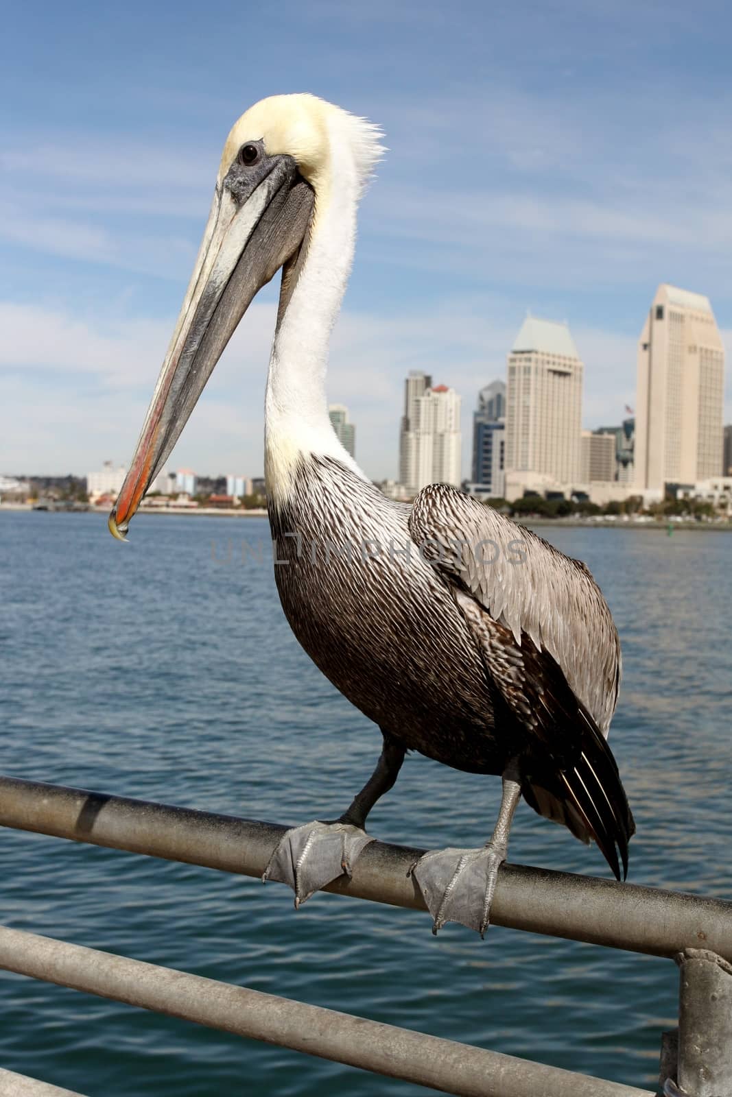 San Diego Pelican by hlehnerer