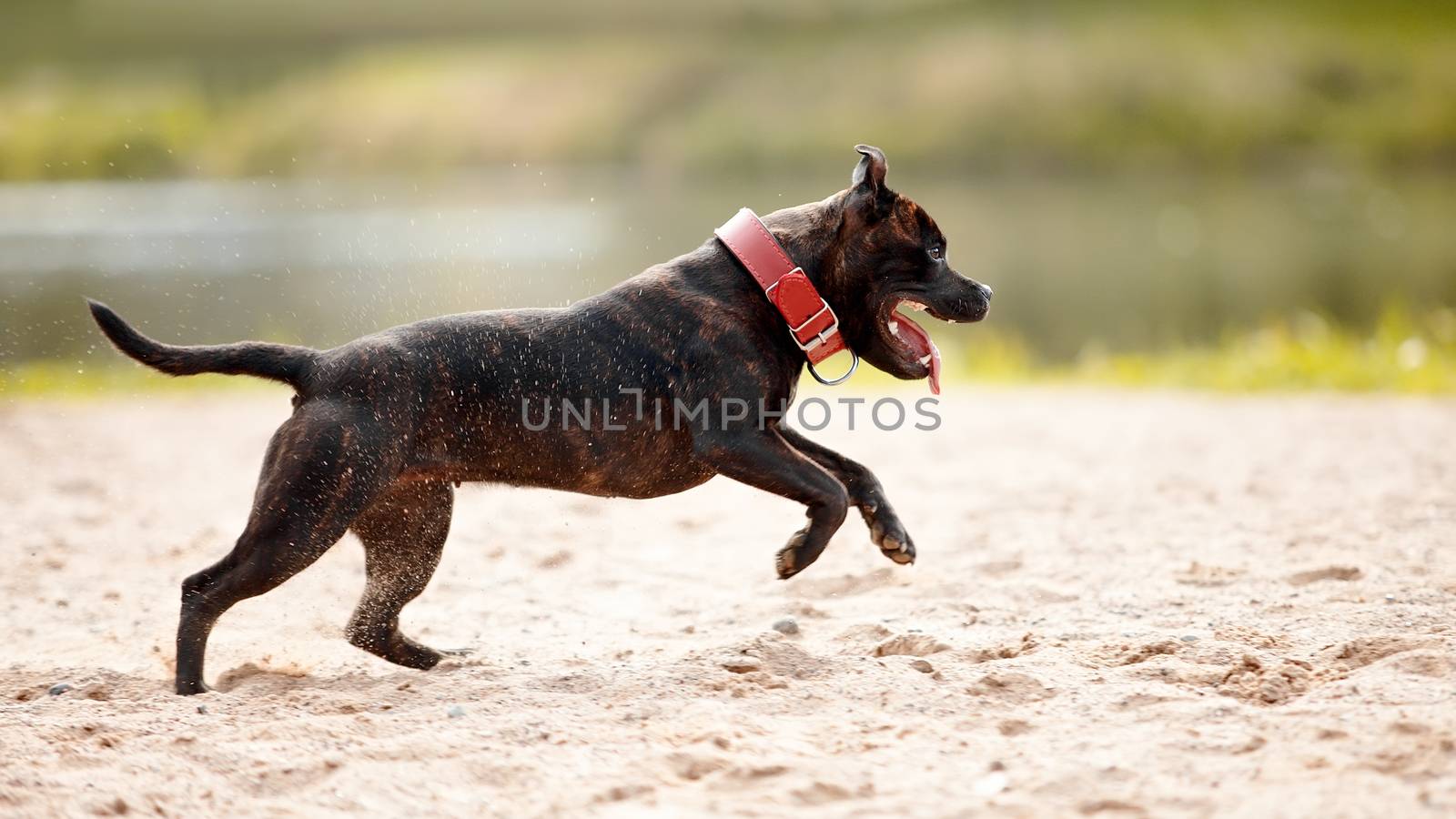 Staffordshire bull terrier. Bull terrier in a red collar. Active dog. Doggie on walk.